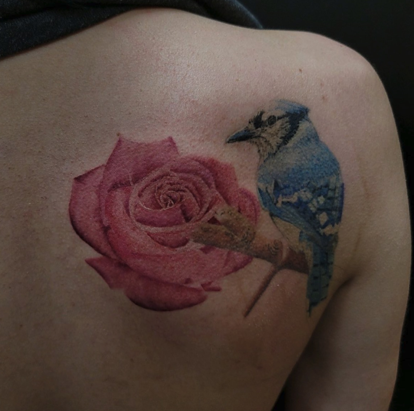 Rose and blue jay color tattoo on the back