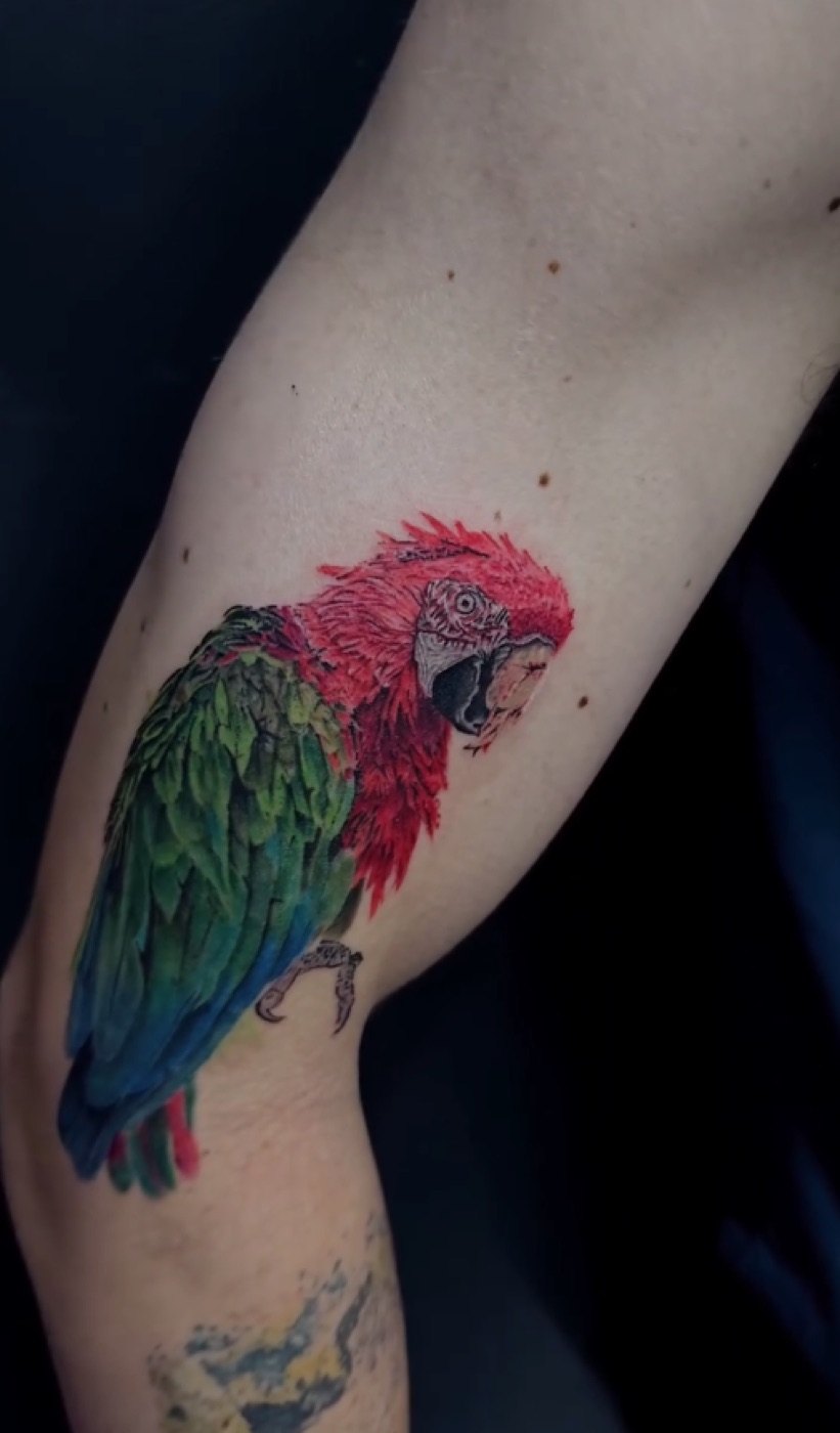 Color realism macaw tattoo